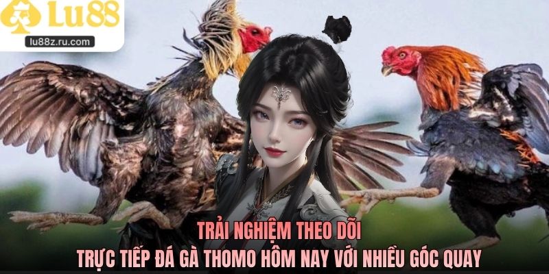 Trải nghiệm theo dõi trực tiếp đá gà Thomo hôm nay với nhiều góc quay