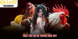 Trực Tiếp Đá Gà Thomo Hôm Nay Nhanh, Theo Dõi Trọn Vẹn